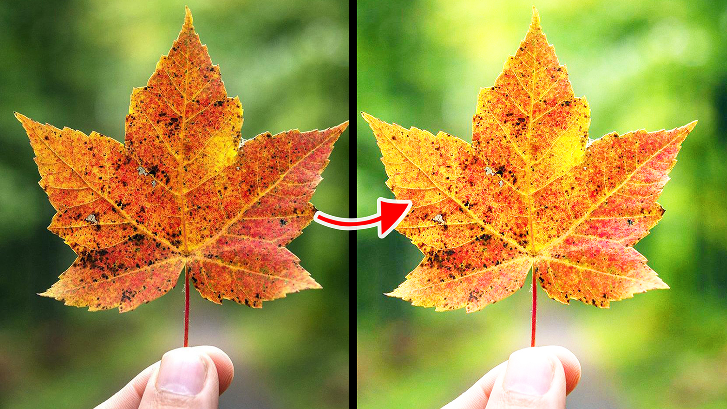 Blend Modes | Screen Blend Mode