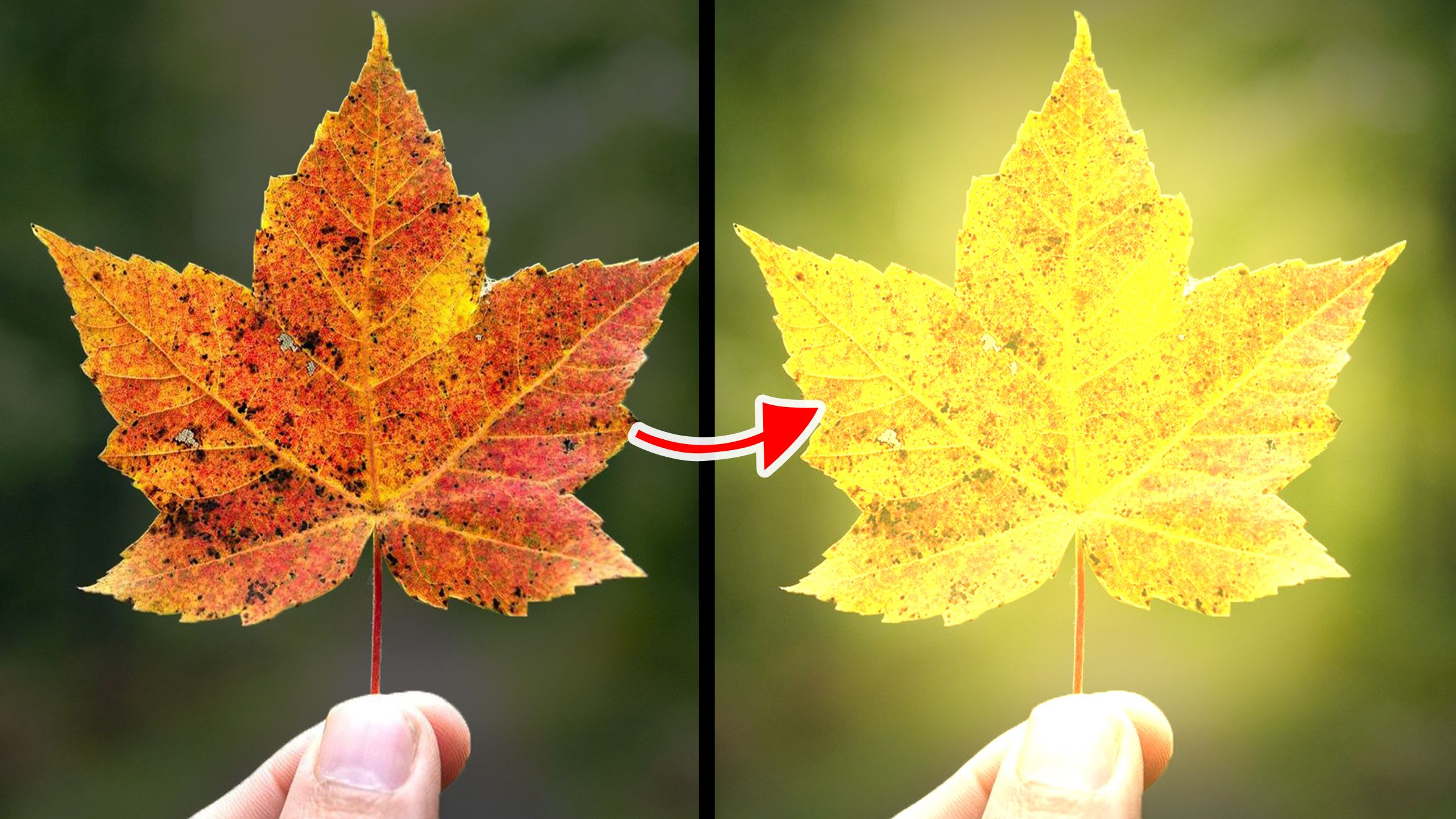 Blend Modes | Linear Dodge Blend Mode